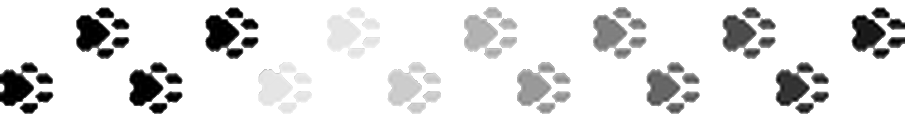 a line of paw prints that fades from black to white in an animated gradient